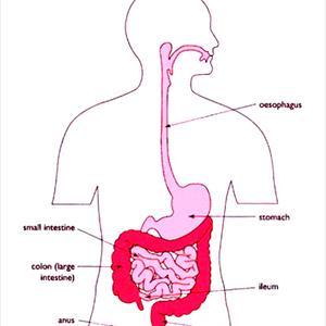 Digestive Advantage Ibs Side Effects - Herbal Medicines For Irritable Bowel Syndrome
