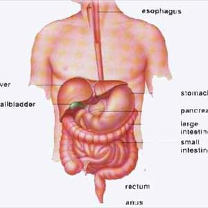 Ibs Cause Liver Problems - Causes Of Irritable Bowel Syndrome